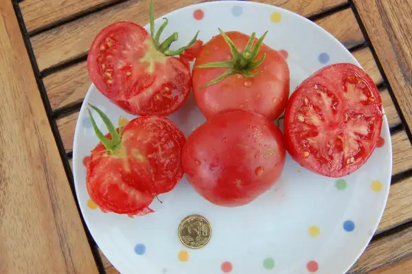 Tomaten: Kasachstan Riesen