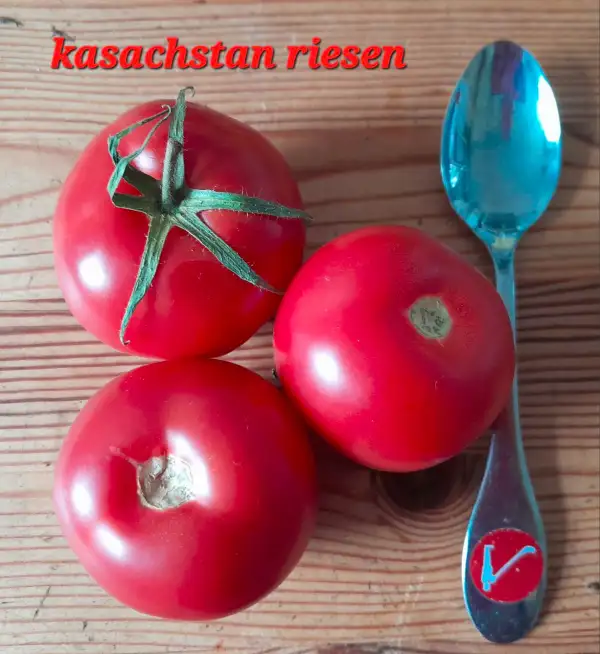 Tomaten: Kasachstan Riesen