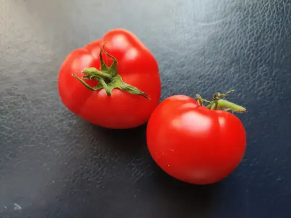 Tomaten: Kasachstan Rubin