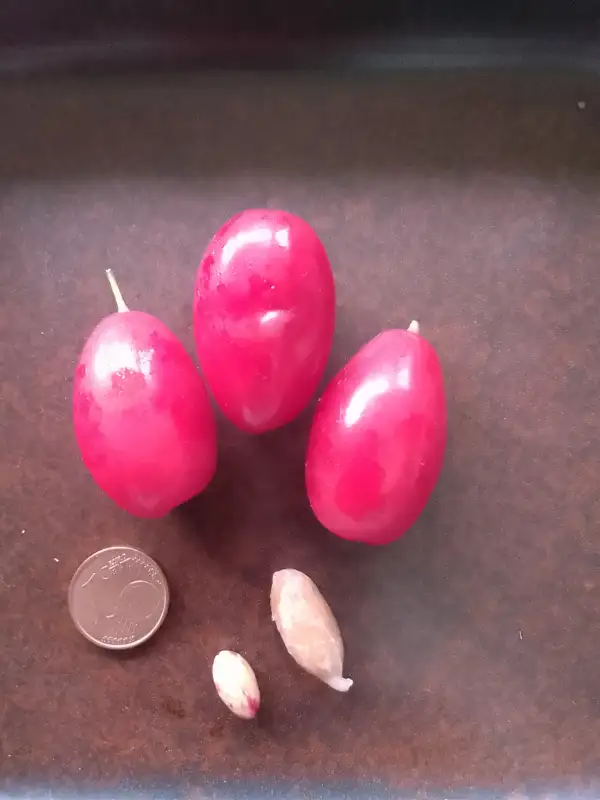 Obst: Kasanlaker riesen Kornelkirschen