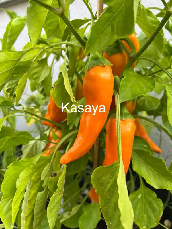 Chili / Paprika: Kasaya