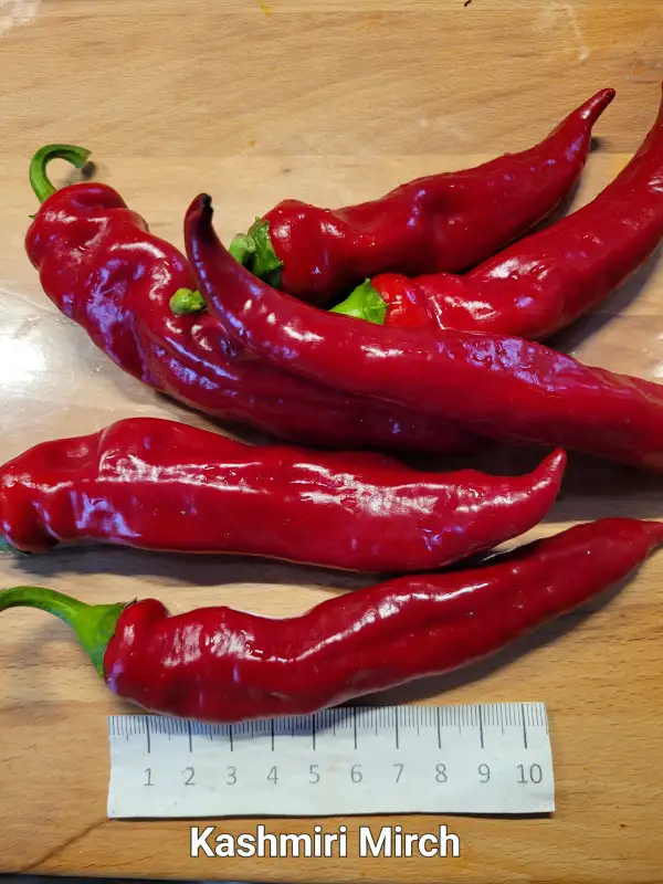 Chili / Paprika: Kashmiri Mirch	Schärfe:	4-5	Höhe:	80cm