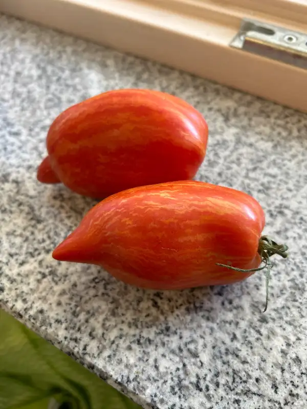 Tomaten: KASTELRUTHER SPATZ