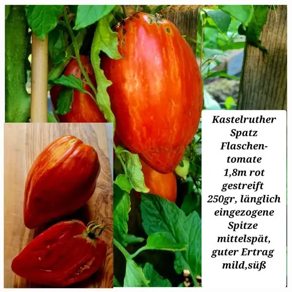 Tomaten: KASTELRUTHER SPATZ