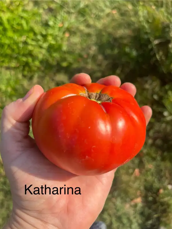 Tomaten: Katharina