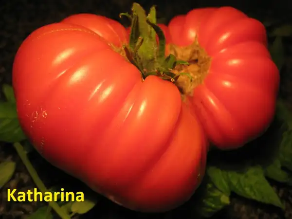 Tomaten: Katharina
