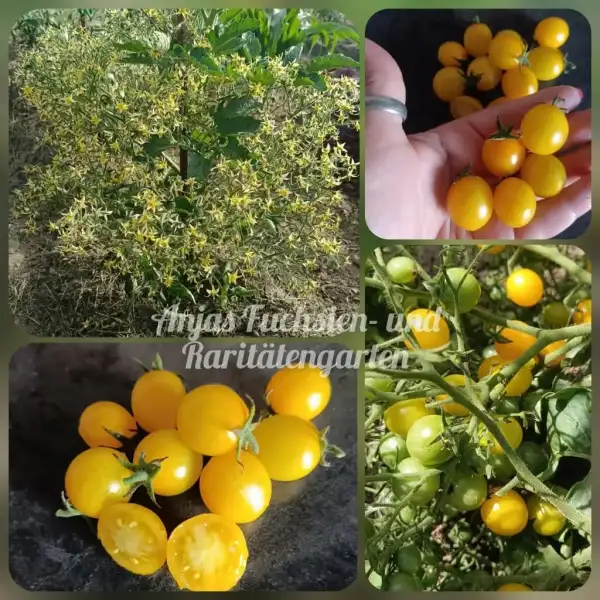 Tomaten: Kathis orange Traube