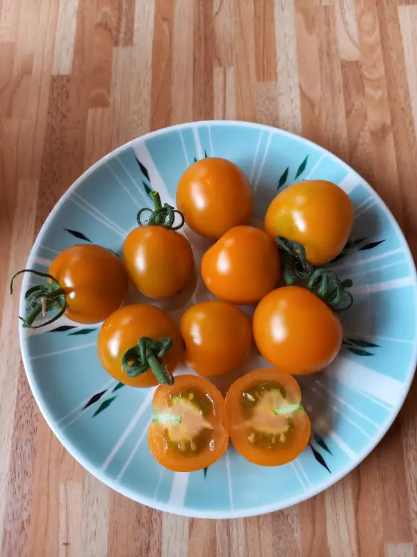 Tomaten: Katinka