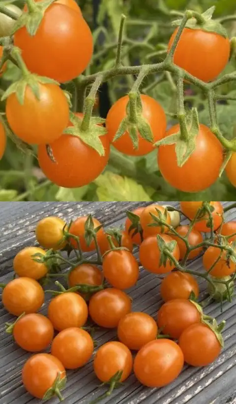 Tomaten: Katinka