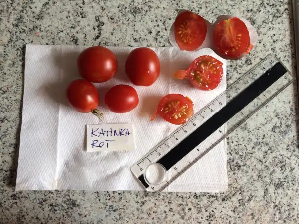 Tomaten: Katinka