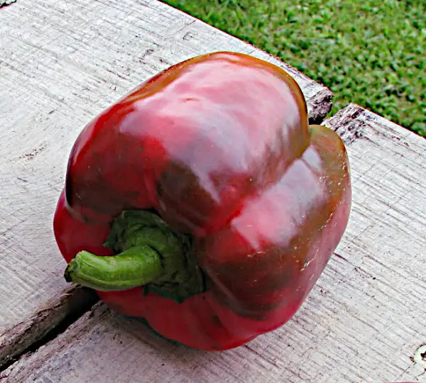 Chili / Paprika: Katinka, roter ungarischer Blockpaprika