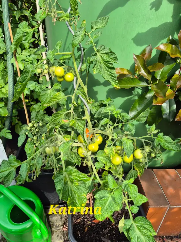 Tomaten: Katrina