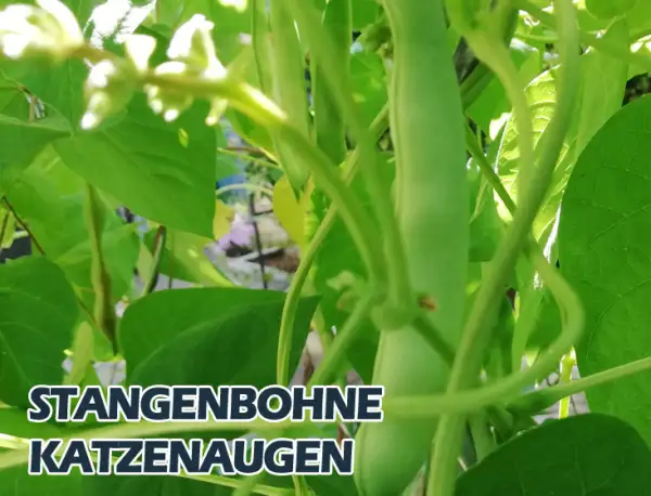 Bohnen: Katzenaugen