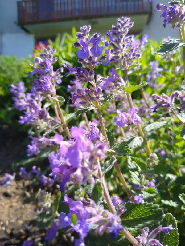Blumen: Katzenminze