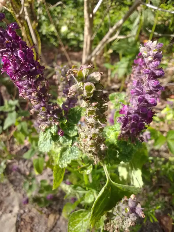 Blumen: Kaukasischer Gamander