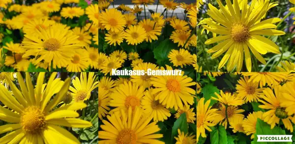 Blumen: Kaukasus-Gemswurz