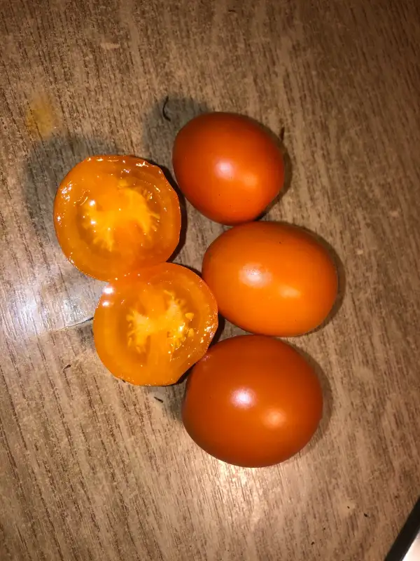 Tomaten: Kavaler