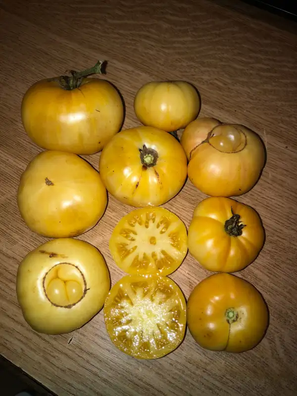 Tomaten: Kay