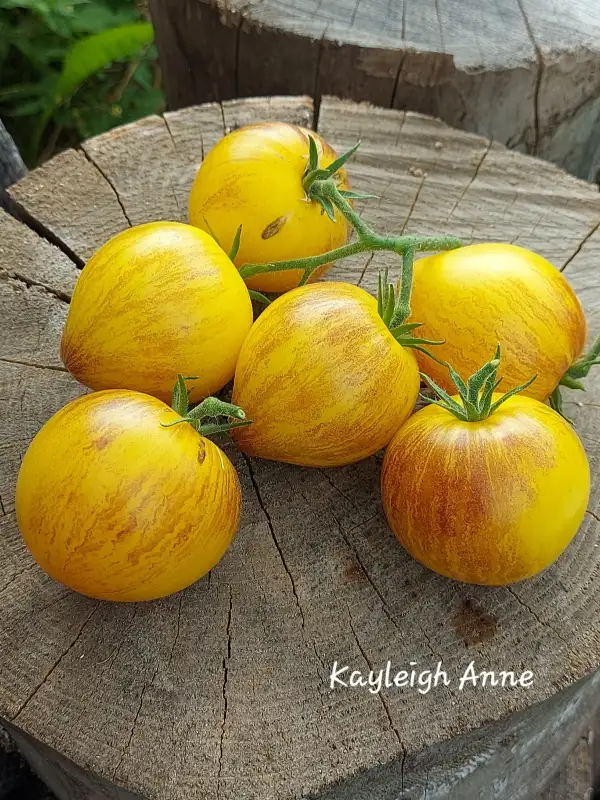 Tomaten: Kayleigh Anne