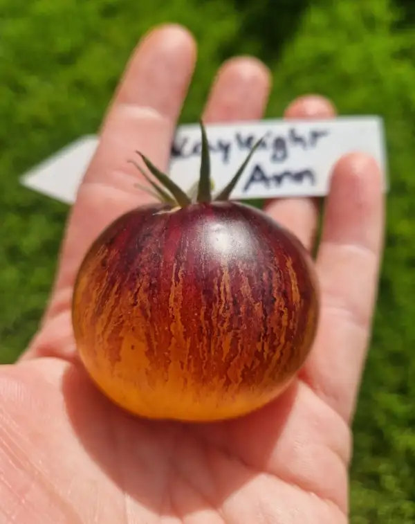 Tomaten: Kayleigh Anne