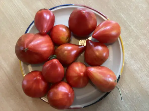 Tomaten: Kayleigh Anne