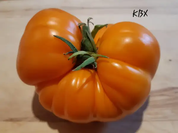 Tomaten: KBX