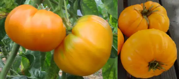Tomaten: KBX