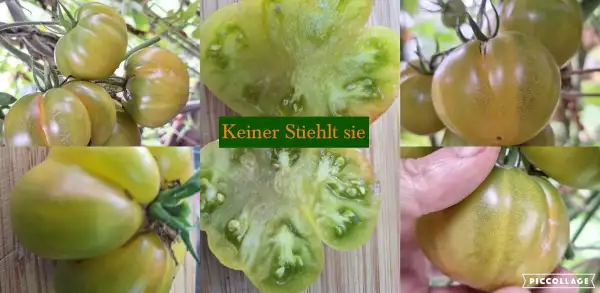 Tomaten: Keiner Stiehlt sie - Salattomate