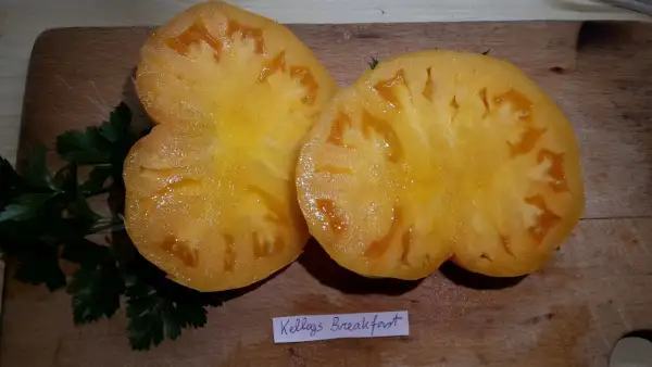 Tomaten: Kellogg