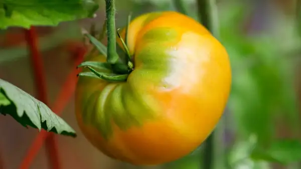 Tomaten: Kellogg