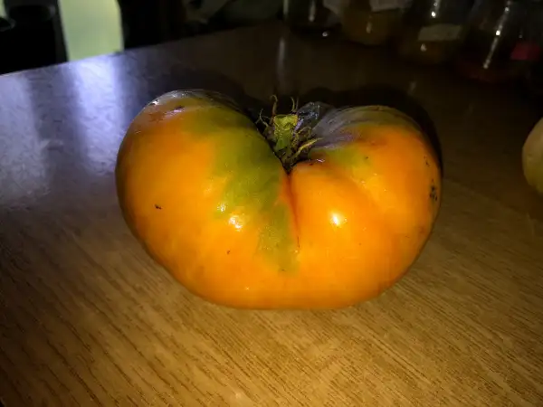 Tomaten: Kellogg