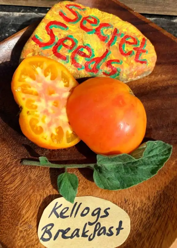 Tomaten: Kelloggs Breakfast