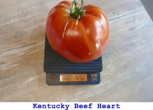 Tomaten: Kentucky Beef Heart