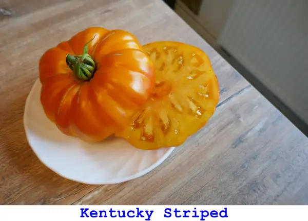 Tomaten: Kentucky Stripped