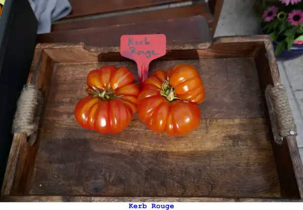 Tomaten: Kerb Rouge