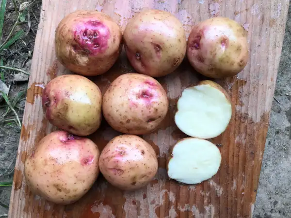 Kartoffeln: Kerrs Pink