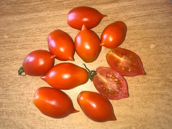 Tomaten: Kerstin