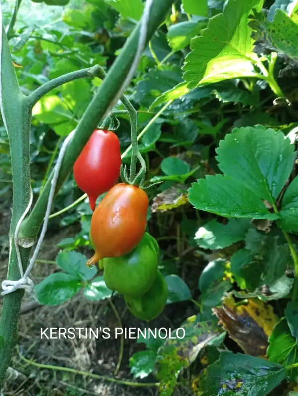 Tomaten: Kerstins piennolo (Spugnillo dei Monti Lattari)