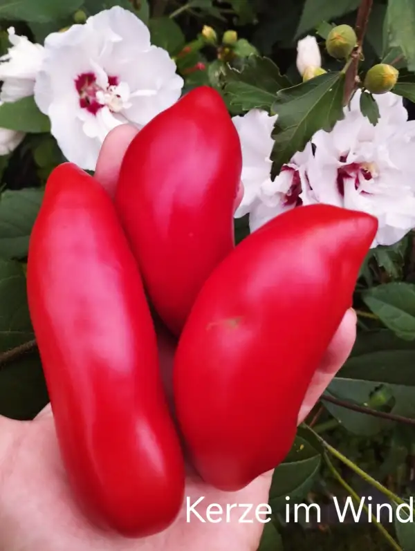 Tomaten: Kerze im Wind