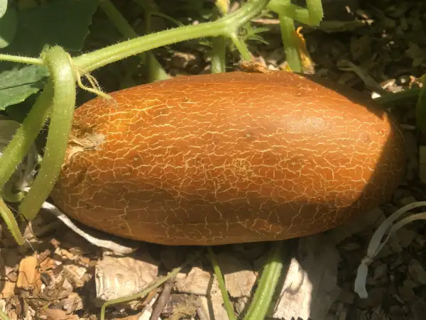 Gurken: Kibedi Brown