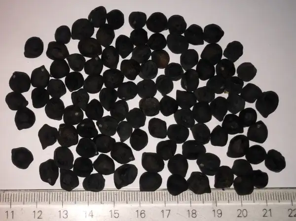 andere Gemüse: kichererbse 