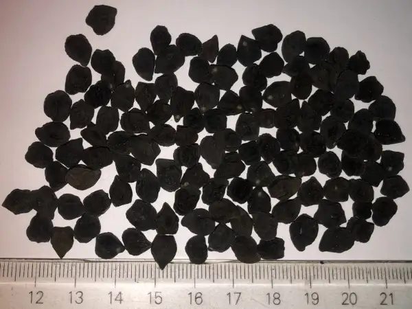 andere Gemüse: kichererbse 