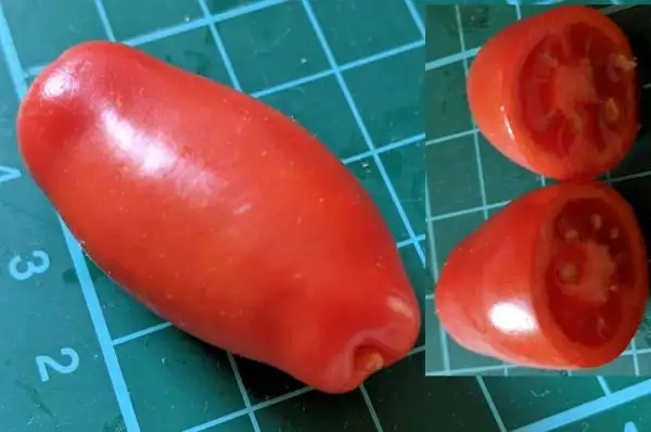 Tomaten: Kiebitz