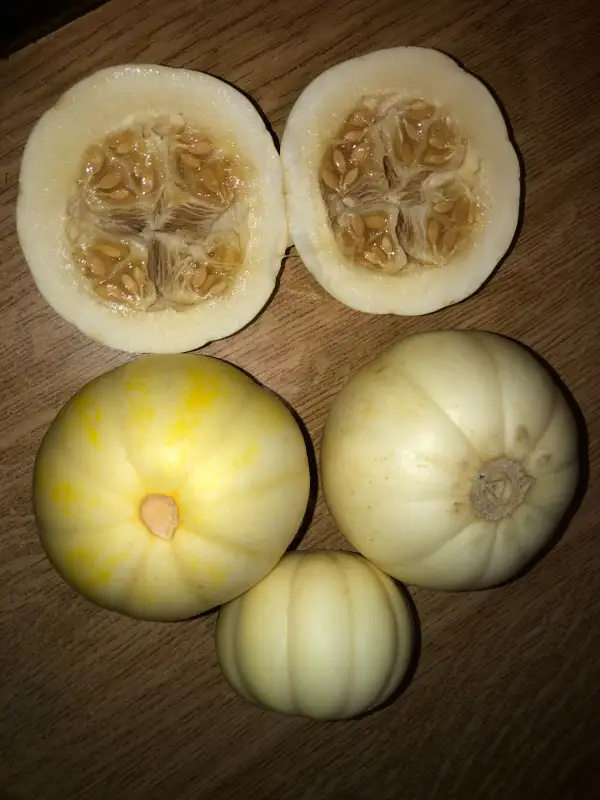 Obst: Kiku Chrysanthemum melone