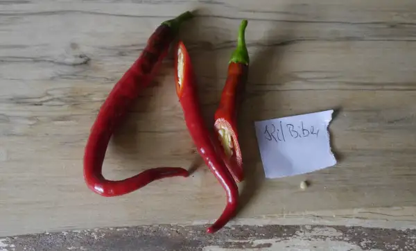 Chili / Paprika: Kil Biber