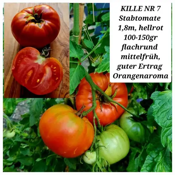 Tomaten: KILLE NR 7