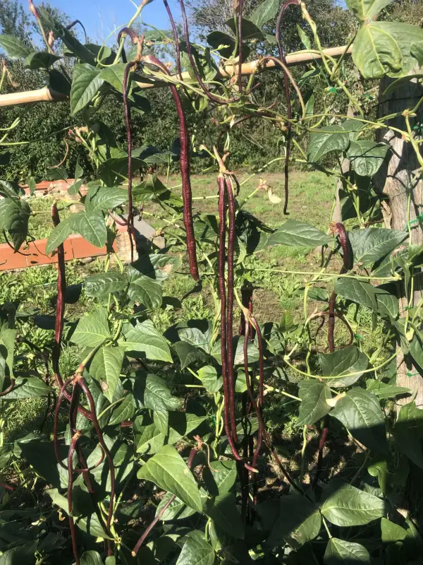 andere Gemüse: kilometerbohne 