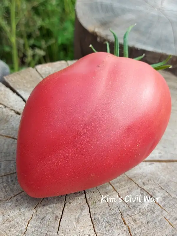 Tomaten: Kim