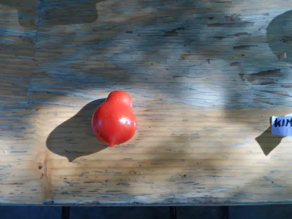 Tomaten: Kimmerian ( Kat# 2123)