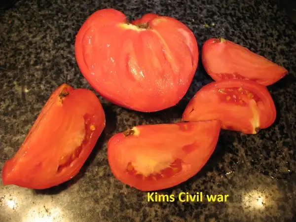 Tomaten: Kims Civil war